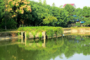香蕉视频网址園湖光美景