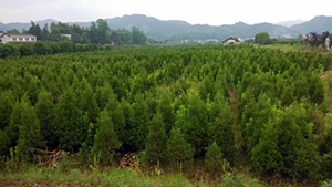 香蕉视频网址山莊苗木基地鬆柏樹