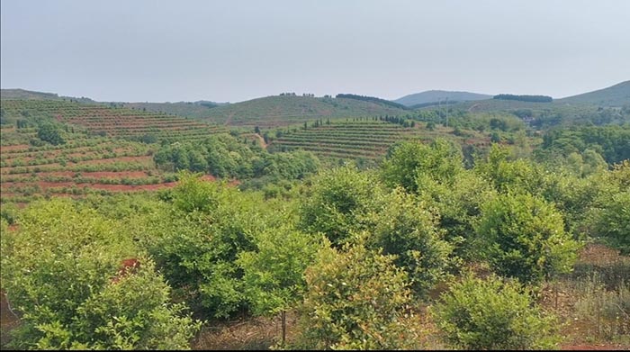 常寧萬畝荒山廢山生態新大香蕉网產業化新模式——萬畝油茶基地