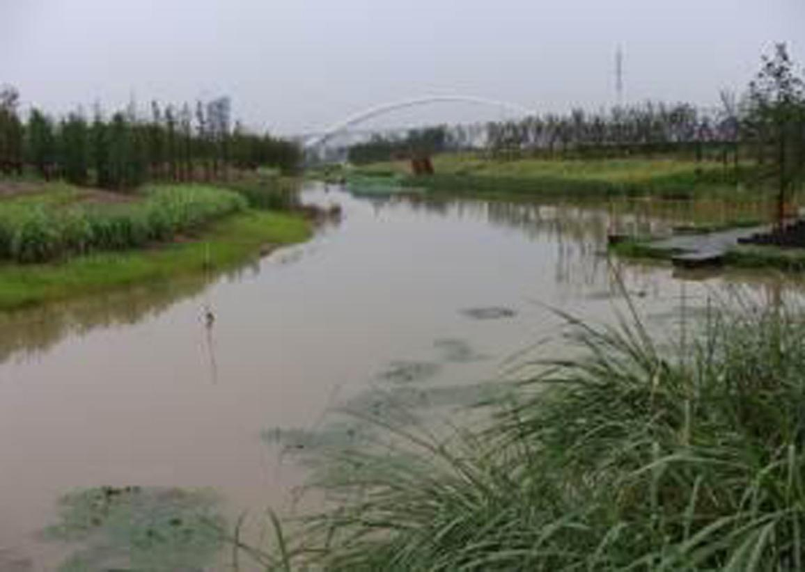 洋湖濕地生態新大香蕉网與保育工程