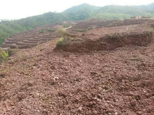益陽市泥江口石子塘礦山生態新大香蕉网——國家油茶林示範基地